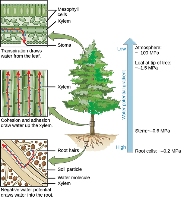 A pine tree with three inset panels connected to it by arrows: a leaf cross-section showing transpiration pulling water out through a stoma, a trunk cross-section showing cohesion and adhesion pulling water up parallel xylem tubes, and a root cross-section showing negative water potential drawing a water molecule between soil particles into the root xylem. Beside the tree, a vertical arrow labeled with four water-potential values marks the gradient from high at the roots to low in the atmosphere.