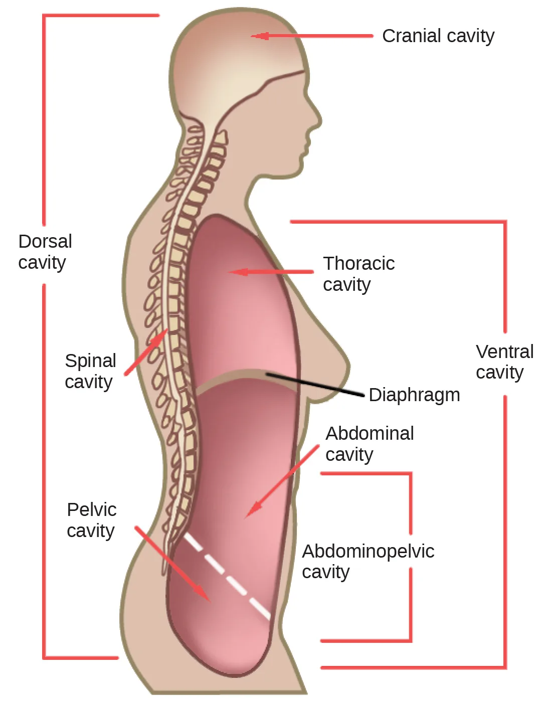 A side profile of a human upper body, from head to hips, with shaded cavities bracketed and labeled: a cranial and spinal cavity along the head and back, and a large front cavity spanning the chest through the pelvis.
