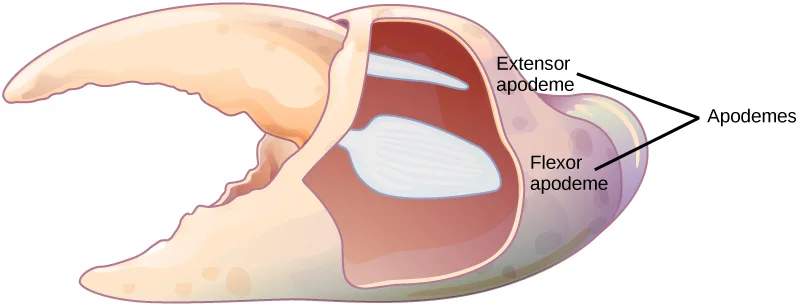 A crab claw shown open, its shell cut away to reveal pale, ridged muscle-attachment sites inside the pincer's base, above and below the pivot point where the claw hinges.