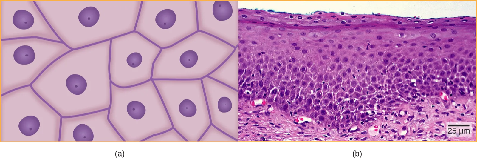 Two-panel image. Panel (a): a flat illustration of squamous cells — irregular polygon-shaped cells, each with one small, round, centrally placed purple nucleus, fitted edge to edge with no gaps. Panel (b): a photomicrograph of a cross section of human cervix tissue stained pink and purple, layered from the free surface down: a thin, tightly packed layer of flattened cells at the top, a broader zone of loosely packed rounded cells through the middle, and a denser layer of elongated cells at the base, with small red-stained capillaries near the bottom; a 25 µm scale bar sits at lower right.
