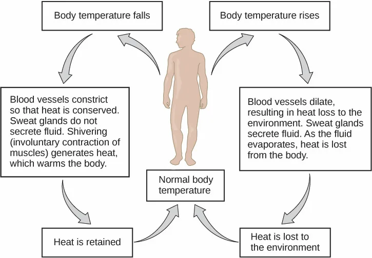 A body-temperature regulation flow chart centered on a human silhouette, with a 'Normal body temperature' box branching into a cold-response loop at left (blood vessels constrict, shivering, heat retained) and a warm-response loop at right (blood vessels dilate, sweating, heat lost), each loop closing back to normal.