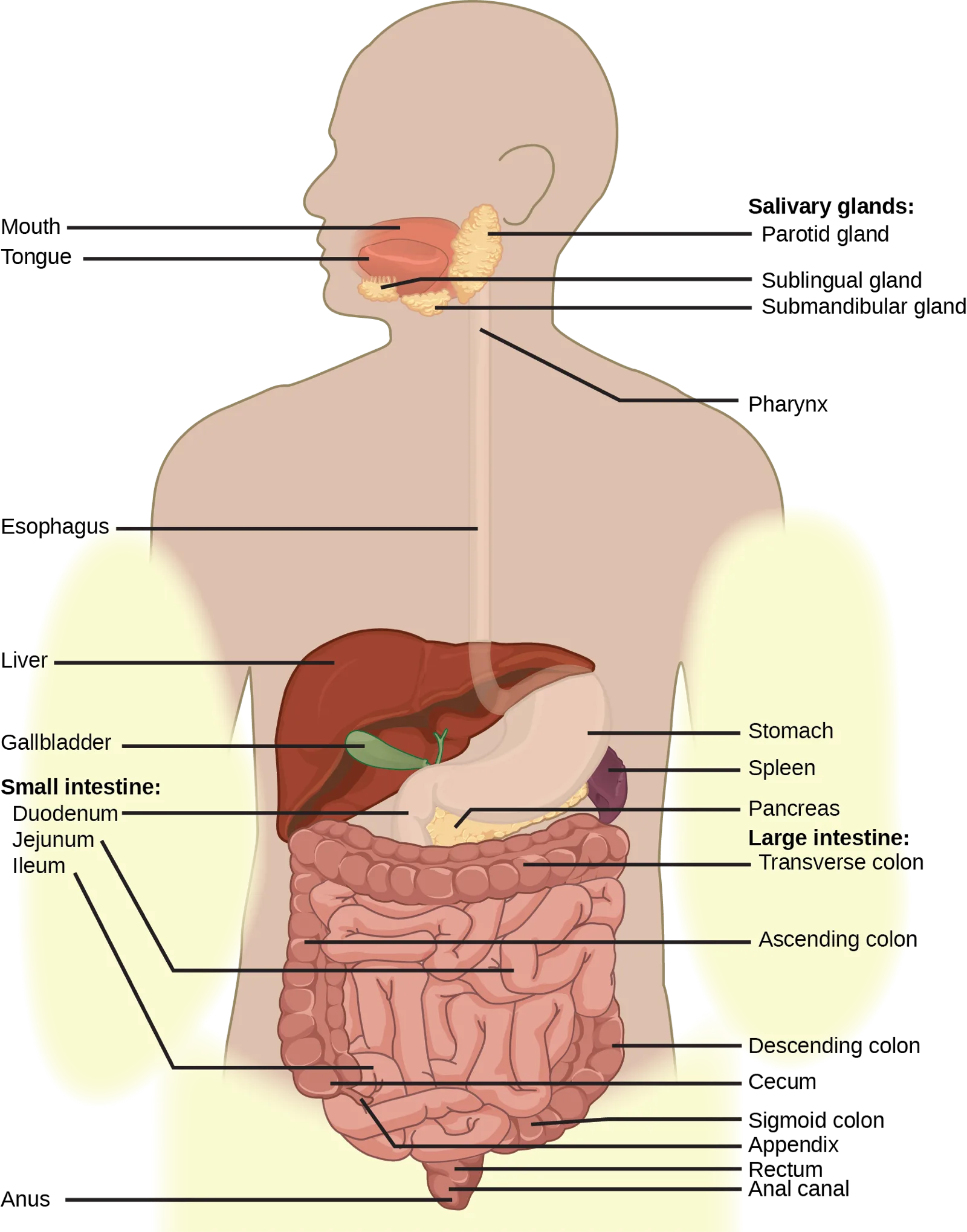 A labeled front-view line drawing of the human digestive system inside a body outline, running from the mouth and salivary glands through the pharynx and esophagus into the stomach, small intestine, large intestine, and rectum, with the liver, gallbladder, pancreas, and spleen shown alongside.