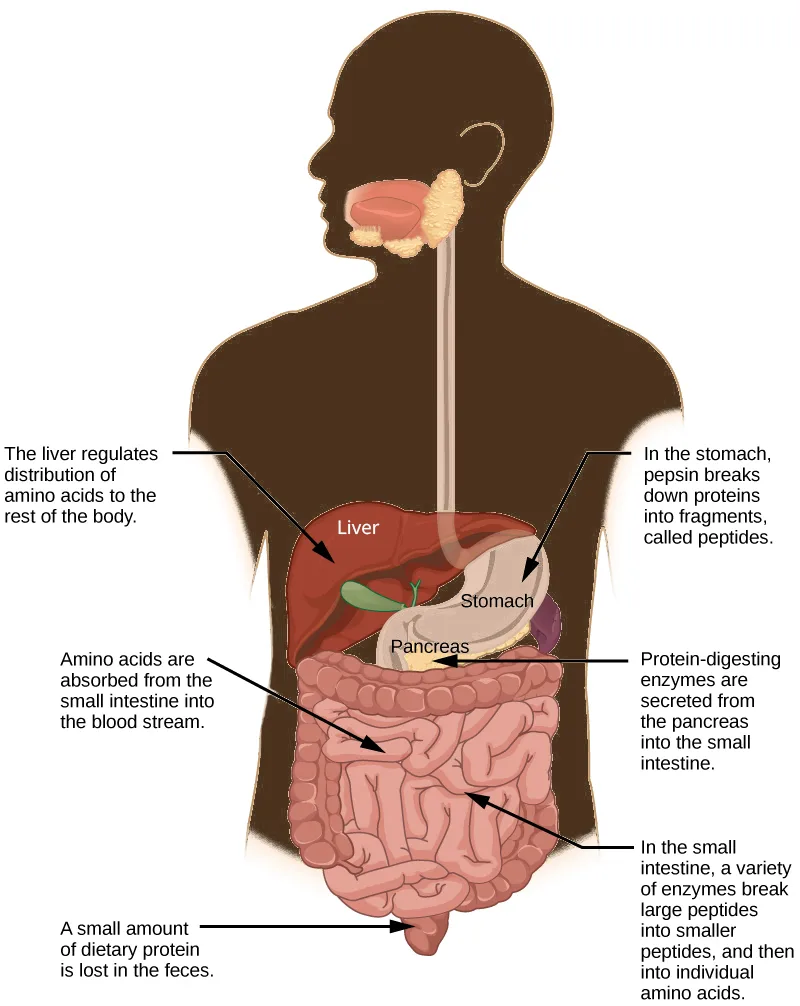 A silhouette of a human upper body and head with the digestive organs drawn in color inside it — mouth, esophagus, stomach, liver, pancreas, and coiled small intestine — each pointed to by a captioned arrow describing a step of protein digestion or amino acid absorption.
