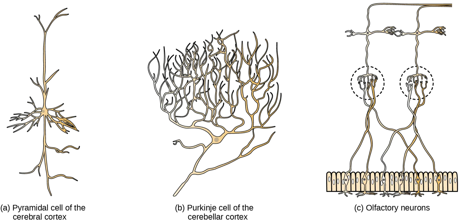 Three drawings of different neuron shapes. (a) A pyramidal cell: a tall, narrow soma with one long unbranched process reaching up and another reaching down, and short, bushy dendrites near the soma. (b) A Purkinje cell: a dense, feathery fan of branching that fills most of the frame above a single trunk. (c) Olfactory neurons: two cells with oval bodies seated in a row at the base, each sending a thin axon up to a dashed circle at the top and short dendrites down to the base.