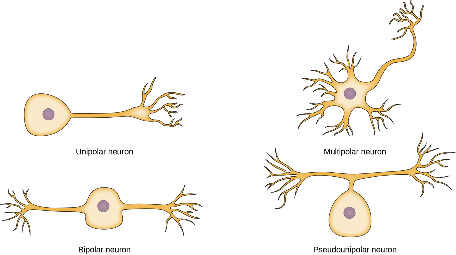 The unipolar cell has a single, long axon extending from the cell body. The bipolar neuron has one axon and one dendrite projecting from opposite sides of the cell body. The multipolar neuron has one long axon and several short, highly branched dendrites extending in all directions. The pseudounipolar neuron has one axon that forms two branches a short distance from the cell body, each of which extends in a different direction.