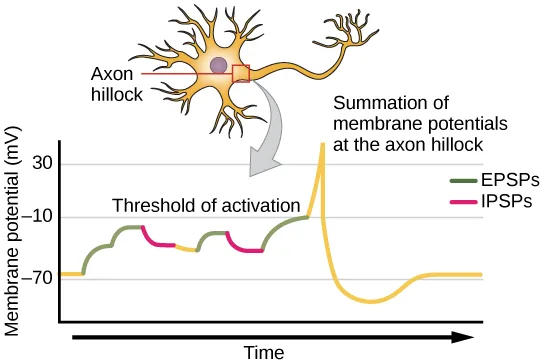 A small neuron with its axon hillock circled sits above a line graph of membrane potential against time, showing green and pink segments stepping up toward a threshold line before a sharp spike and a return to baseline.