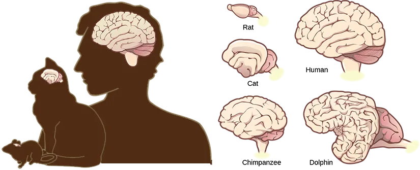 At left, a silhouette of a human adult holding a cat, which holds a mouse, each animal's brain shown as a small inset on its head; at right, five brain illustrations of increasing size and cortical folding, labeled Rat, Cat, Chimpanzee, Human, and Dolphin.