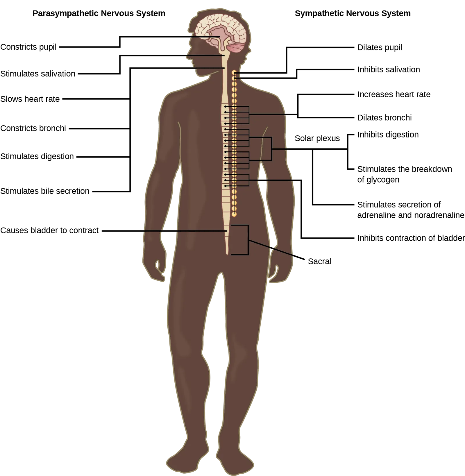 A front view of a human body with the head, neck, and spine drawn in cutaway, with two vertical columns of text labels connected by lines: 'Parasympathetic Nervous System' labels on the left pointing to the head and lower spine, and 'Sympathetic Nervous System' labels on the right pointing to the chain of ganglia along the spine, with a bracket linking several of the right-hand labels to a 'Solar plexus' label near the abdomen and a 'Sacral' label at the base of the spine.