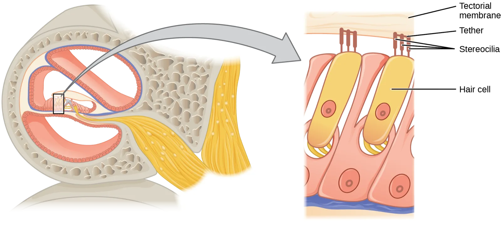 A two-panel diagram: the left panel is an unlabeled cutaway of the coiled cochlear duct with a small black box outlining one region, linked by a curved gray arrow to the right panel, a zoomed view of two adjacent hair cells whose stereocilia reach up to touch a pale band across the top.