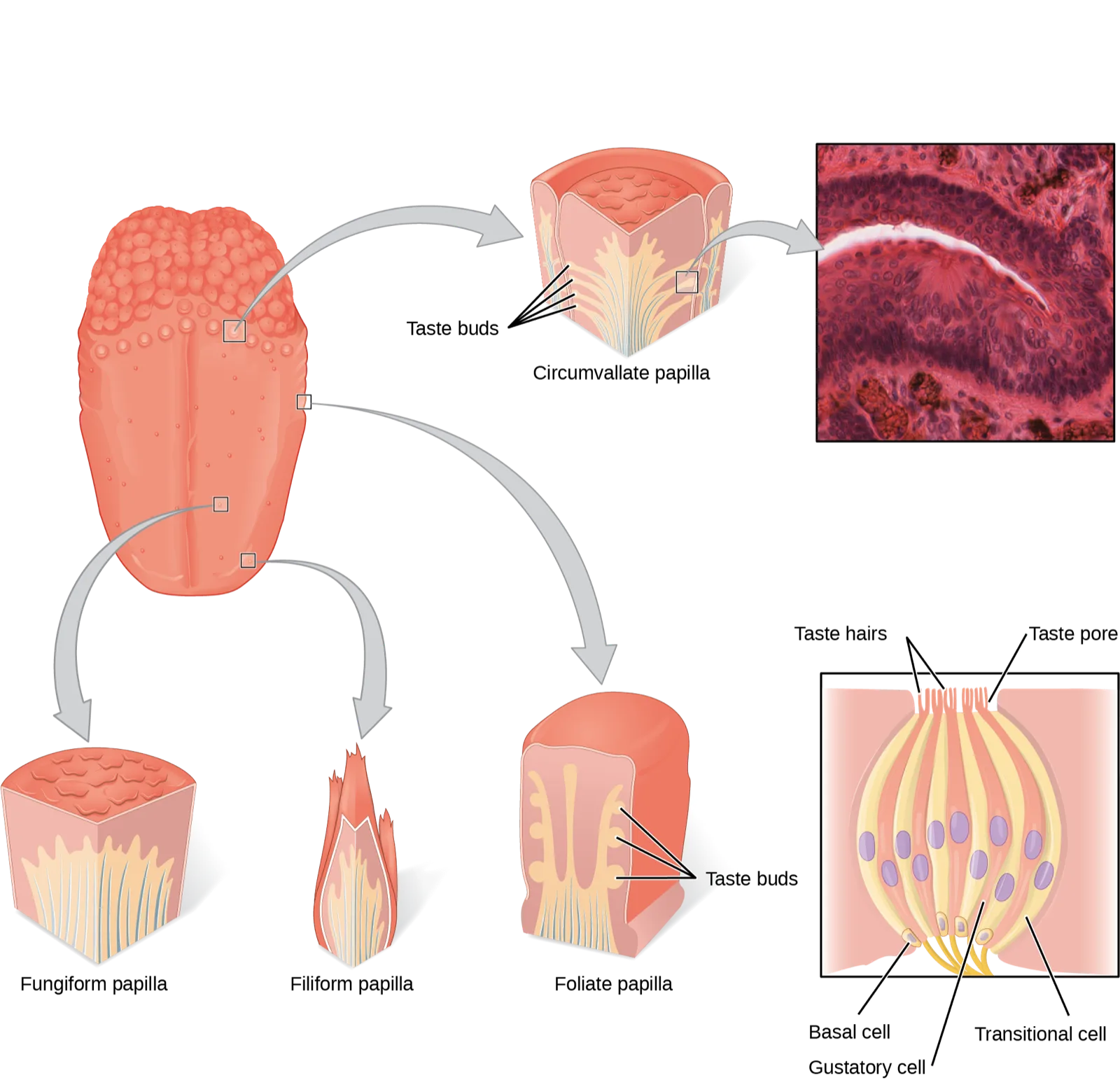 A composite diagram: a small tongue illustration with four highlighted regions, each connected by an arrow to an enlarged cutaway block showing that region's papilla type — circumvallate, foliate, fungiform, and filiform — with the circumvallate block also connected by an arrow to a magenta light micrograph. A separate labeled cutaway shows a single onion-shaped taste bud, its hair-like projections and cells labeled where they meet the tongue's surface.