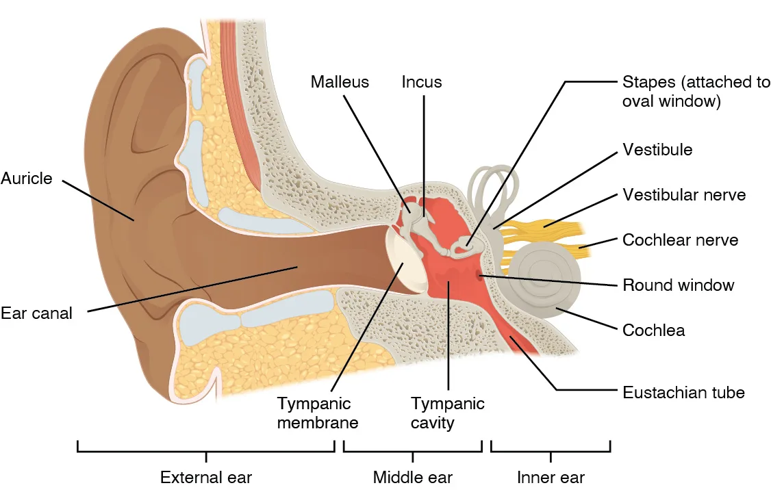 A cross-section of the human ear from the outer auricle and ear canal through the tympanic membrane, three tiny middle-ear bones, and the fluid-filled canals and coiled cochlea of the inner ear, with the external, middle, and inner ear regions bracketed below the drawing.