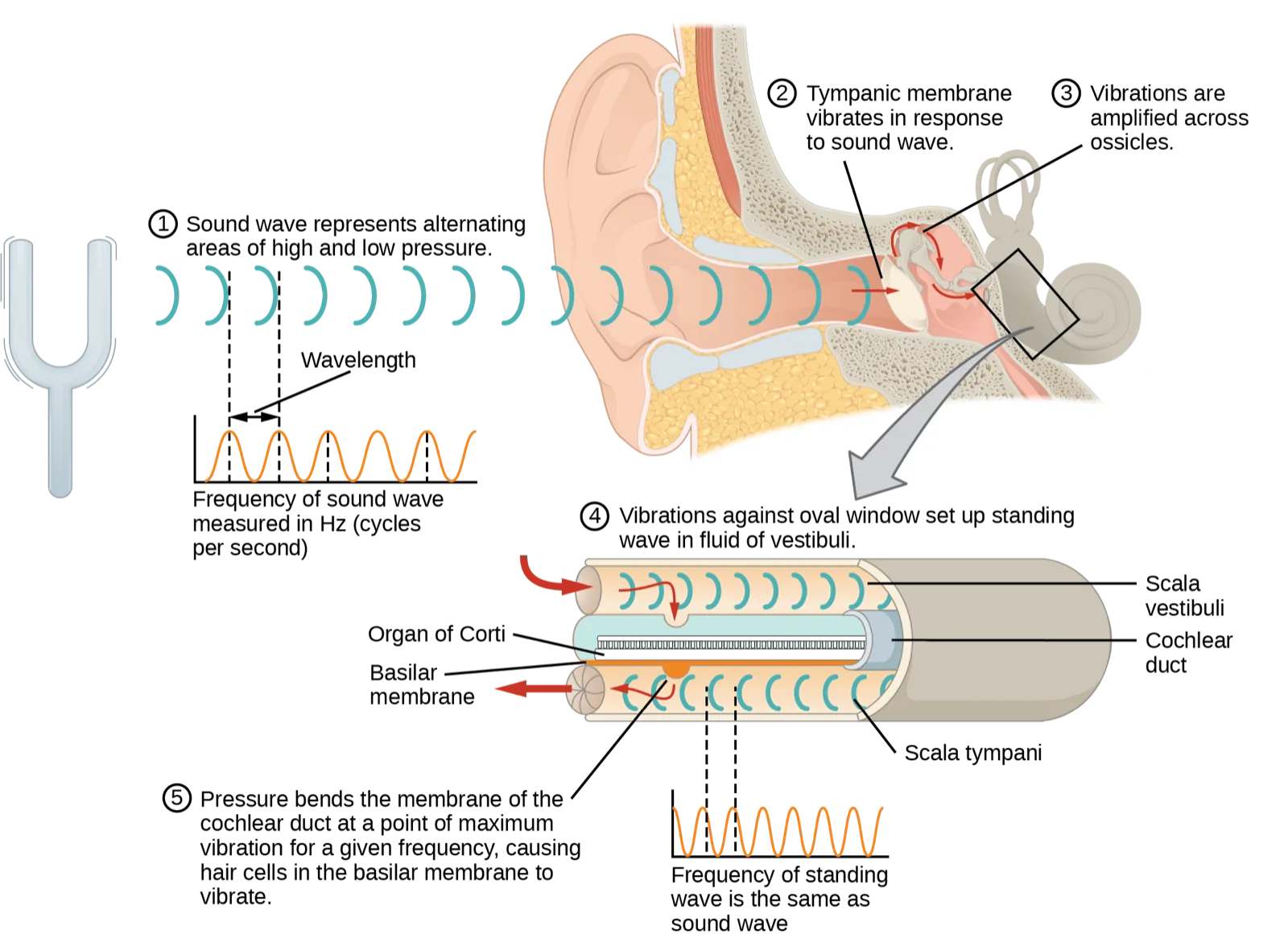 A five-step diagram: a tuning fork at left emits wave-crest symbols traveling toward a cutaway ear, above a small graph plotting the sound wave's frequency; a gray arrow leads from the ear down into a cutaway cylinder representing the fluid-filled cochlear duct, labeled with its three internal chambers and the organ of Corti and basilar membrane inside it, above a second small graph plotting the resulting standing wave's frequency.
