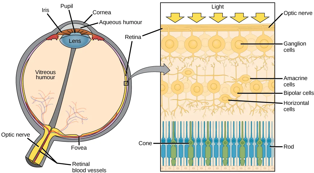 Two side-by-side illustrations: (a) a round cross-section of the human eye with the lens, iris, and cornea at the front and the retina lining the back wall, and (b) a magnified cross-section of the retina showing stacked layers of cells between an arrow labeled Light at top and rod and cone cells at the bottom.