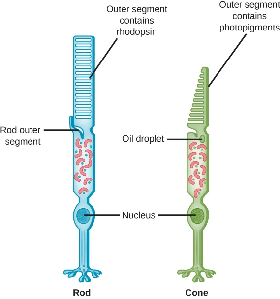 Two long column-shaped photoreceptor cells side by side: a blue-tinted rod on the left with a straight stack of discs at its tip, and a green-tinted cone on the right with a tapering stack of discs, each cell narrowing to a nucleus and then branching feet at its base.