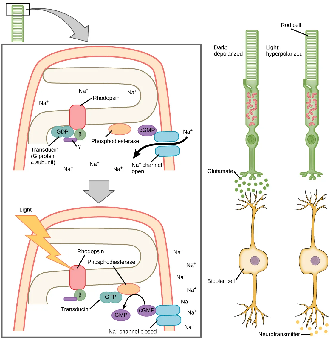 Two panels: at left, a boxed inset shows the same patch of rod-cell disc membrane in two stacked states, unlit above and lit below, with rhodopsin, transducin, phosphodiesterase, cGMP, and a sodium channel labeled in each; at right, two rod cells stand above two bipolar cells, one pair captioned Dark: depolarized and the other Light: hyperpolarized, with colored dots at the synapses showing neurotransmitter release.