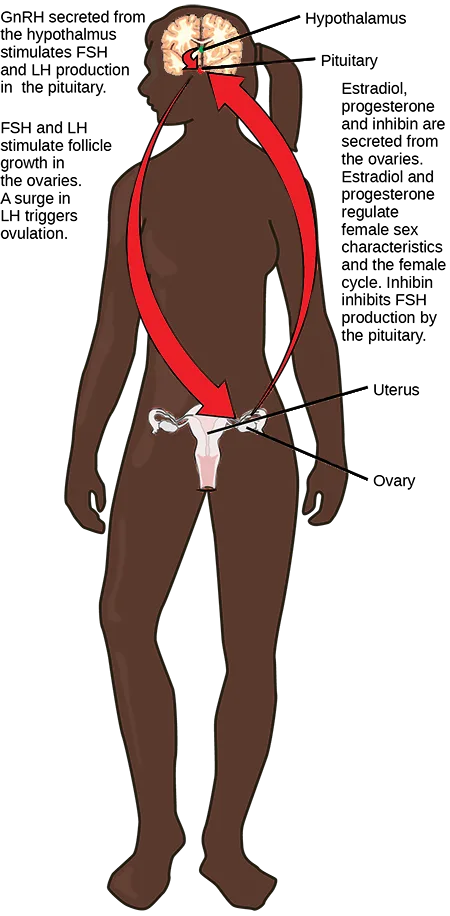 A diagram of a woman's body tracing hormonal signaling between the brain and the ovaries and uterus, from GnRH release in the hypothalamus through FSH and LH to the ovarian hormones that feed back on the pituitary.