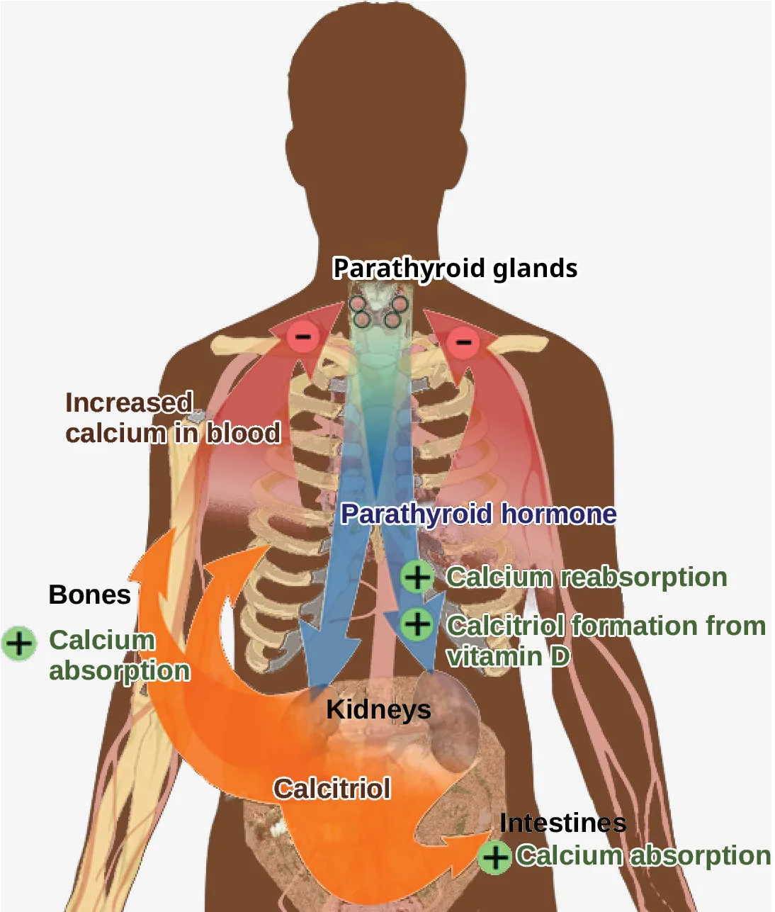 A back view of a torso and neck tracing how parathyroid hormone raises blood calcium by acting on bone, the kidneys, and — through calcitriol — the intestine.