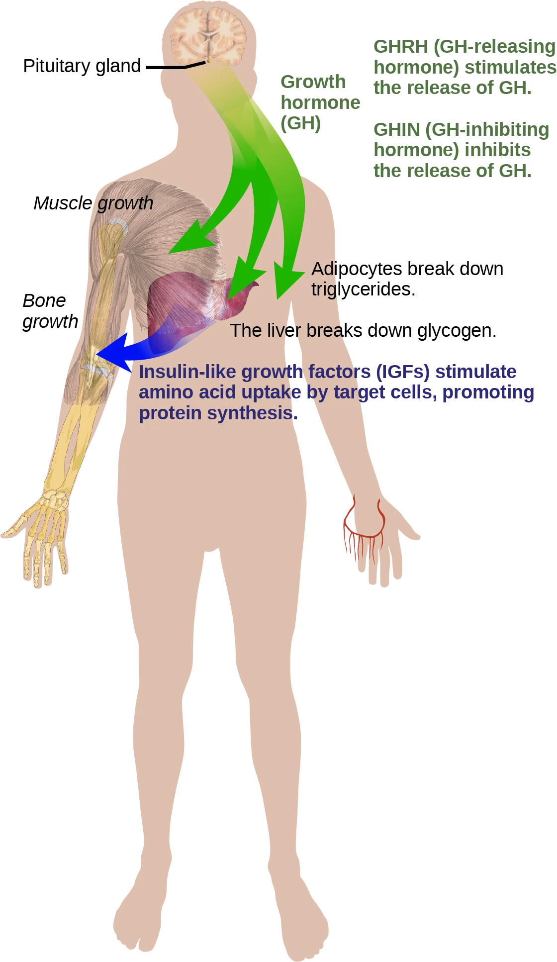 A body outline tracing how growth hormone from the pituitary gland acts on adipocytes, the liver, muscle, and bone, and how the liver's insulin-like growth factors act on muscle and bone in turn.