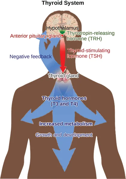 A diagram titled 'Thyroid System,' drawn over a human head, neck, and torso silhouette, tracing a signal from the hypothalamus down through the anterior pituitary gland and thyroid gland to a widening arrow of thyroid-hormone effects spreading into the chest, alongside a separate arrow looping back up the neck to label a negative-feedback pathway.