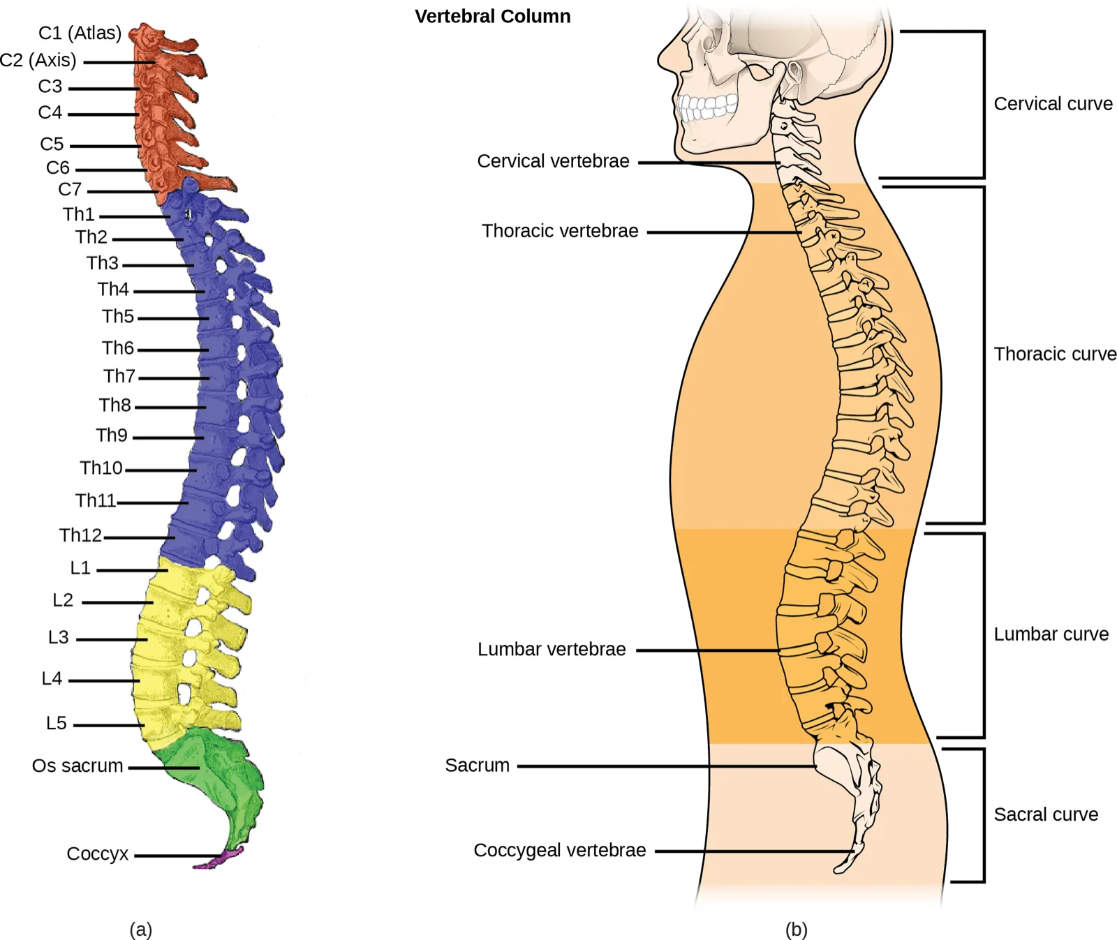 Two illustrations of the human vertebral column: (a) a color-coded column of individual vertebrae, each labeled by its region and number, and (b) a side view of a body with the spine's four curves labeled and bracketed.
