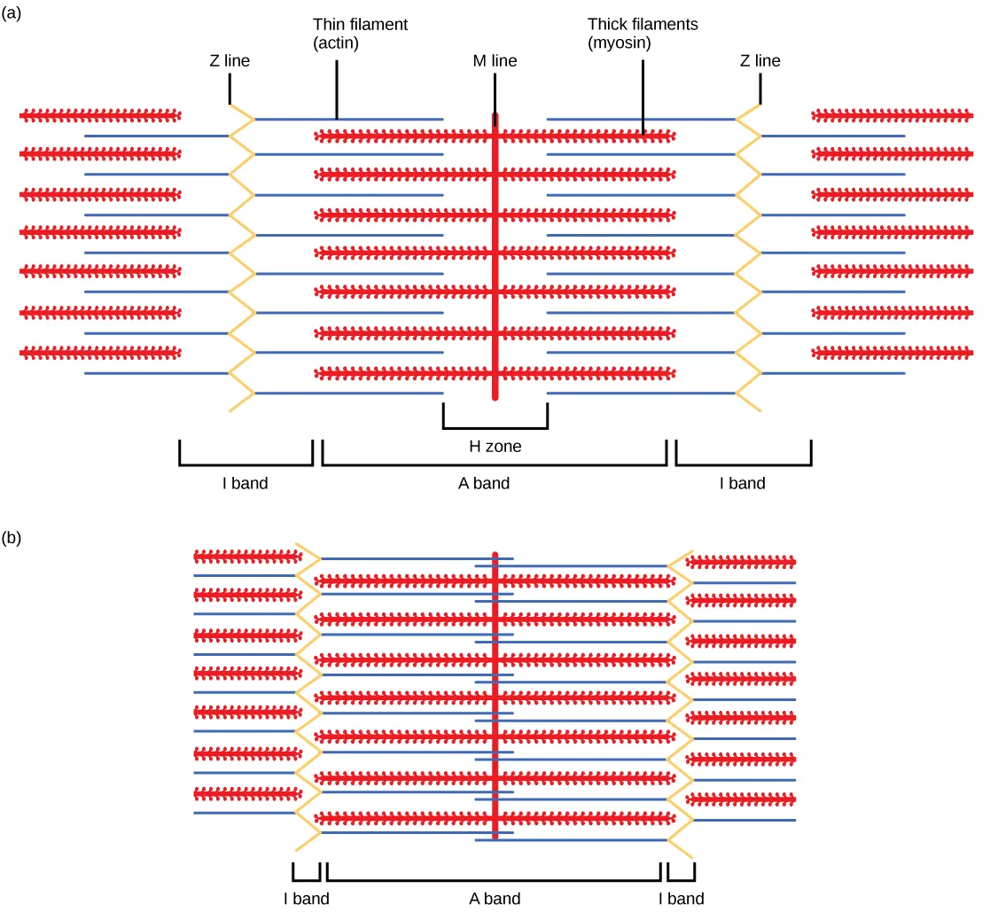 A two-panel diagram of a sarcomere before and after contraction: panel (a), a relaxed sarcomere, is labeled with a Z line at each end, a central M line, and the thin (actin) and thick (myosin) filaments that extend from them and partially overlap; panel (b), the same sarcomere contracted, shows the same zigzag and filament pattern with the filaments overlapping completely.