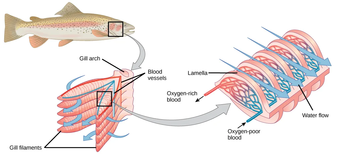 A labeled illustration traces a fish's gill anatomy from a boxed region behind its head to a close-up of the comb-like gill filaments on a gill arch, then to a further close-up of the feathery lamellae, where arrows show oxygen-rich and oxygen-poor blood flowing opposite the direction of water flow.