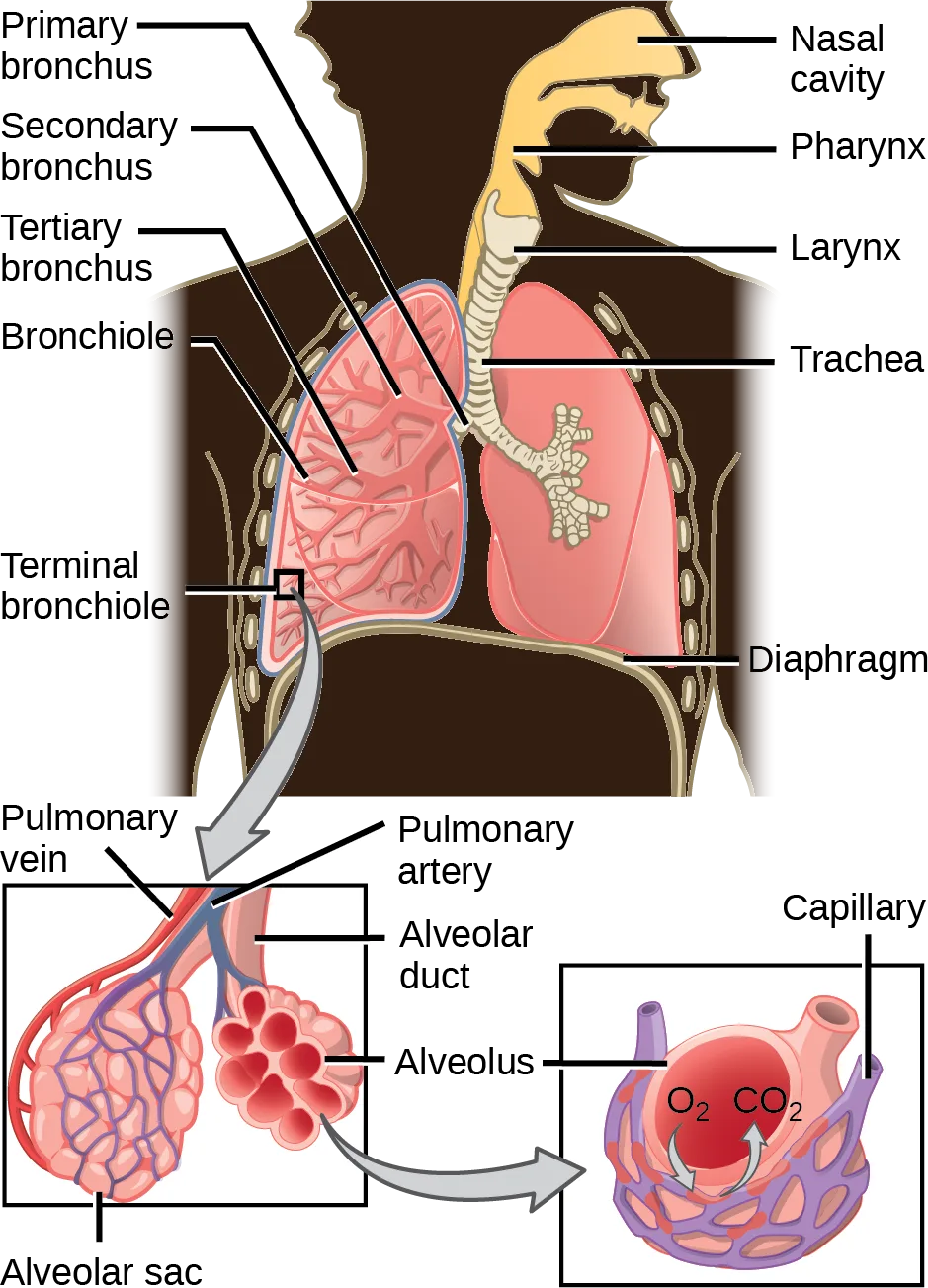 A labeled cutaway of the human chest shows the airway branching from the nasal cavity and pharynx through the larynx, trachea, bronchi, and bronchioles into the lungs, with an inset magnifying a terminal bronchiole into an alveolar duct, alveolar sac, and a single alveolus wrapped in capillaries.