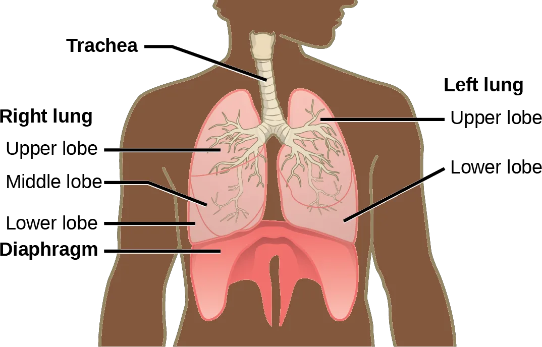 A body outline shows the trachea descending into the right lung, made of three lobes, and the smaller left lung, made of two lobes, with the diaphragm domed beneath both.
