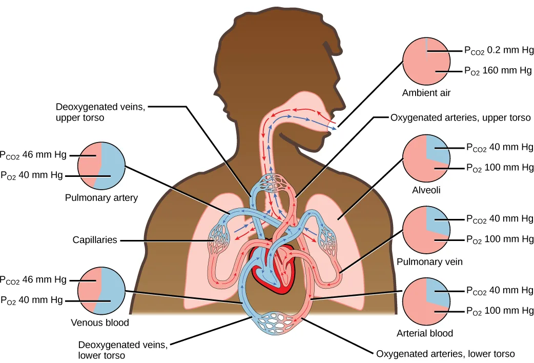A brown silhouette of a human head and torso showing lungs and heart, with a red-and-blue vascular loop connecting the neck, lungs, and heart, surrounded by six labeled circles giving the partial pressures of oxygen and carbon dioxide in ambient air, the alveoli, the pulmonary vein, arterial blood, venous blood, and the pulmonary artery.