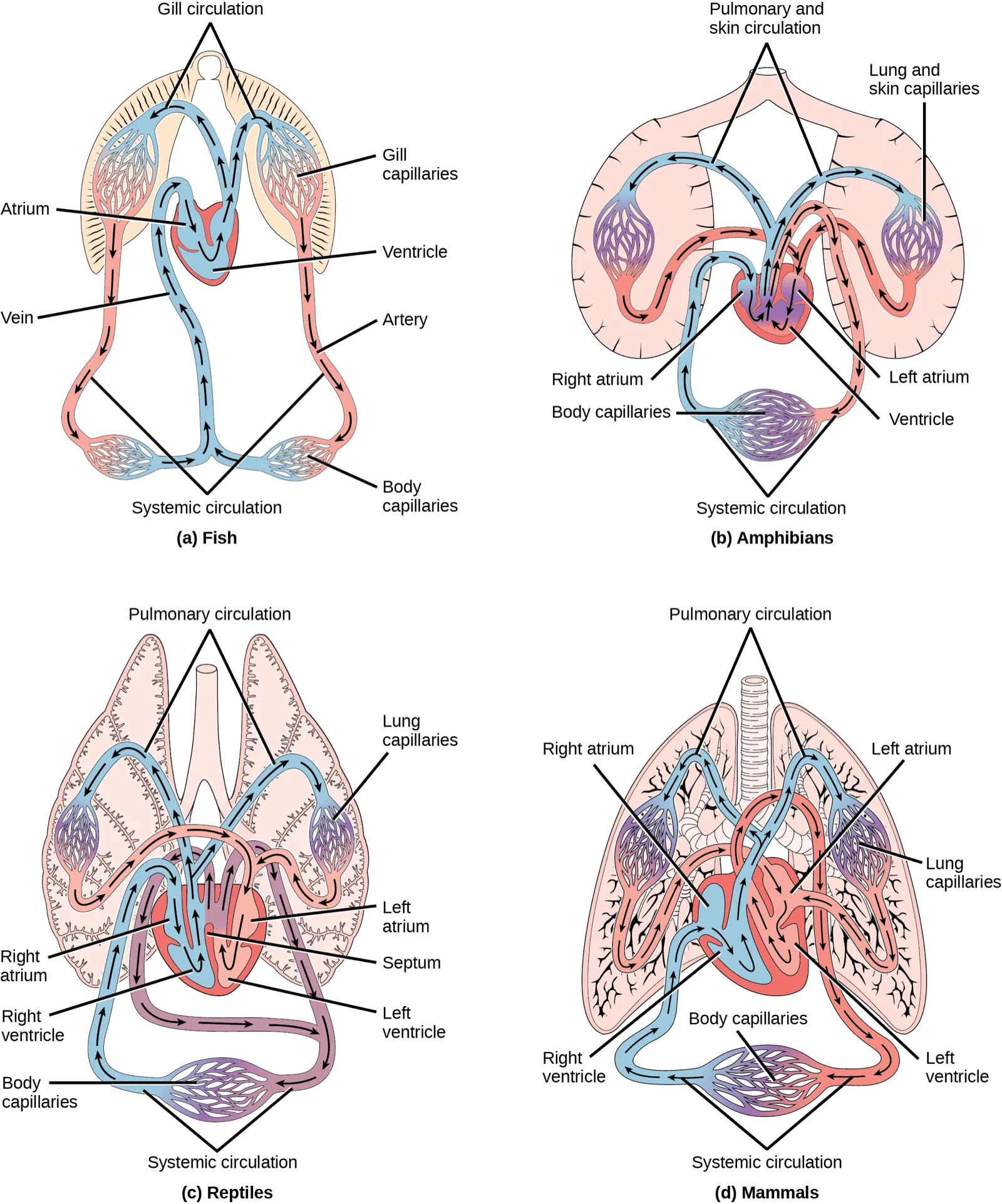 A four-panel diagram of vertebrate circulatory systems: (a) Fish, with a two-chambered heart (atrium, ventricle) and vessels forming one loop through the gills and body. (b) Amphibians, with a three-chambered heart (two atria, one ventricle) and separate lung/skin and body loops. (c) Reptiles, a similar three-chambered heart with a partial septum in the ventricle. (d) Mammals, with a four-chambered heart (two atria, two ventricles) keeping the two loops fully separate.