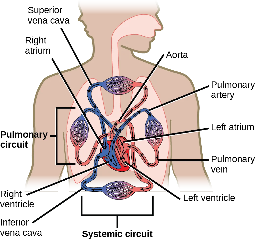 A diagram of a person's upper body and head shows the heart's four chambers linked by labeled vessels, with a bracket marking the pulmonary circuit between the heart and the lungs and a second bracket marking the systemic circuit below the heart.