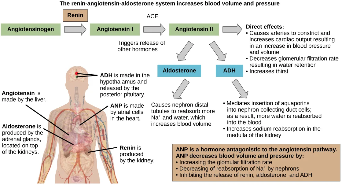 A flow chart traces the renin-angiotensin-aldosterone pathway left to right from angiotensinogen through angiotensin I and angiotensin II to aldosterone and ADH, alongside a torso-and-head illustration with leader lines to the gland or organ that produces each hormone.