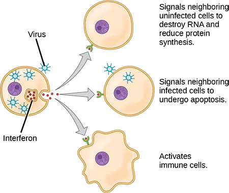 Illustration of a virus-infected cell secreting interferon that signals three types of neighboring cells: an uninfected cell, another infected cell, and an immune cell.