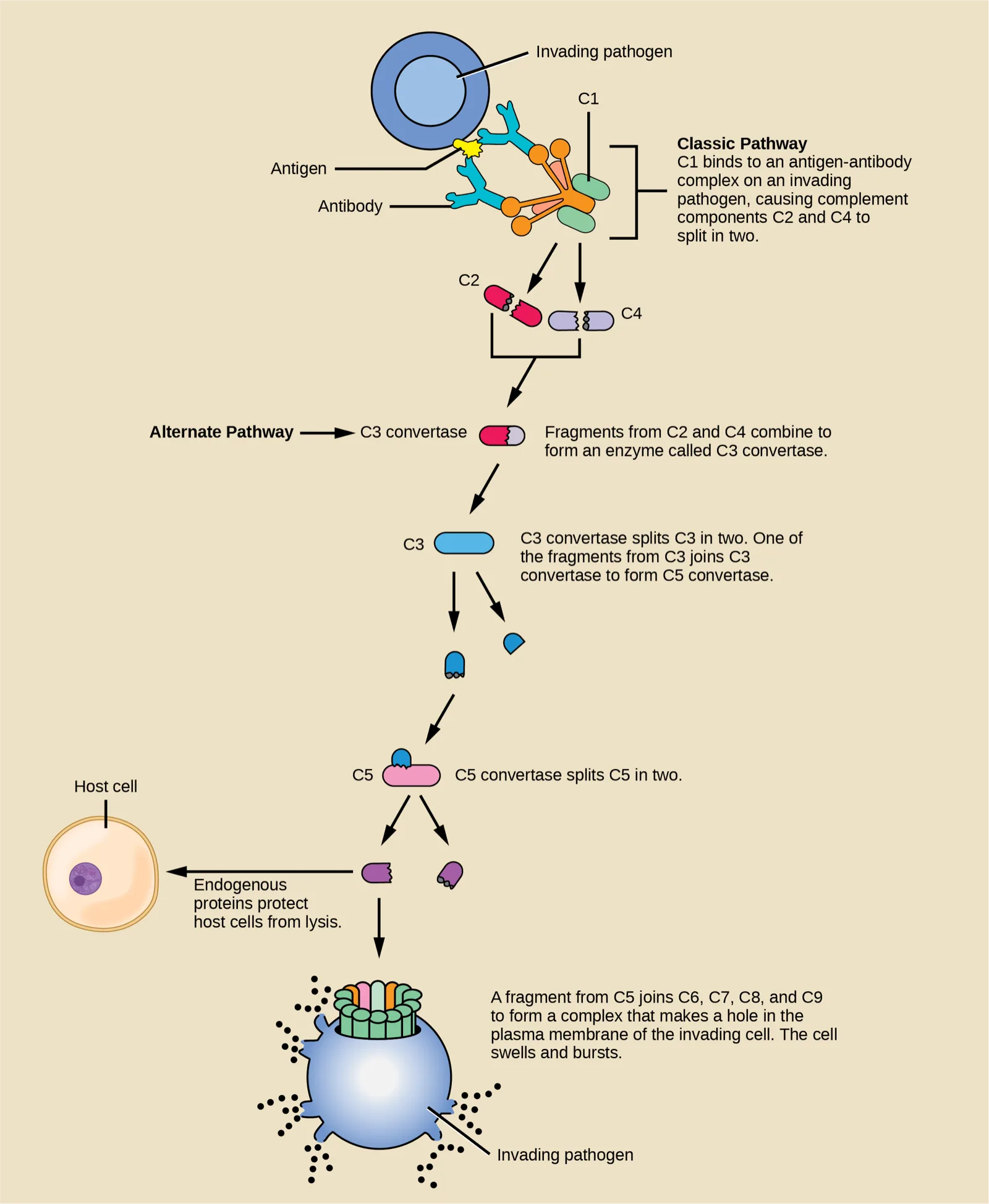 Flow chart of the complement cascade, tracing the classic pathway from an antibody-bound pathogen through a sequence of complement proteins to a pore-forming complex that bursts the pathogen's membrane, with the alternate pathway joining partway through and a host cell shown protected from the same cascade.