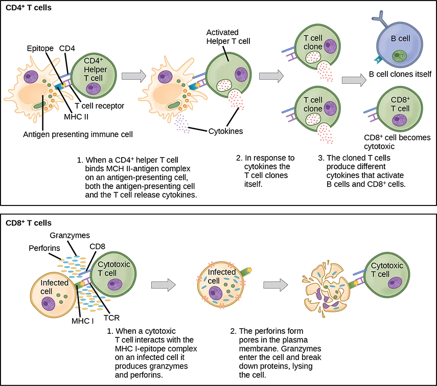 A flow chart shows a CD4⁺ helper T cell being activated by an antigen-presenting cell and cloning itself, with its clones activating a B cell and a CD8⁺ T cell that becomes cytotoxic; a second flow chart shows that cytotoxic T cell releasing perforins and granzymes to lyse an infected cell.