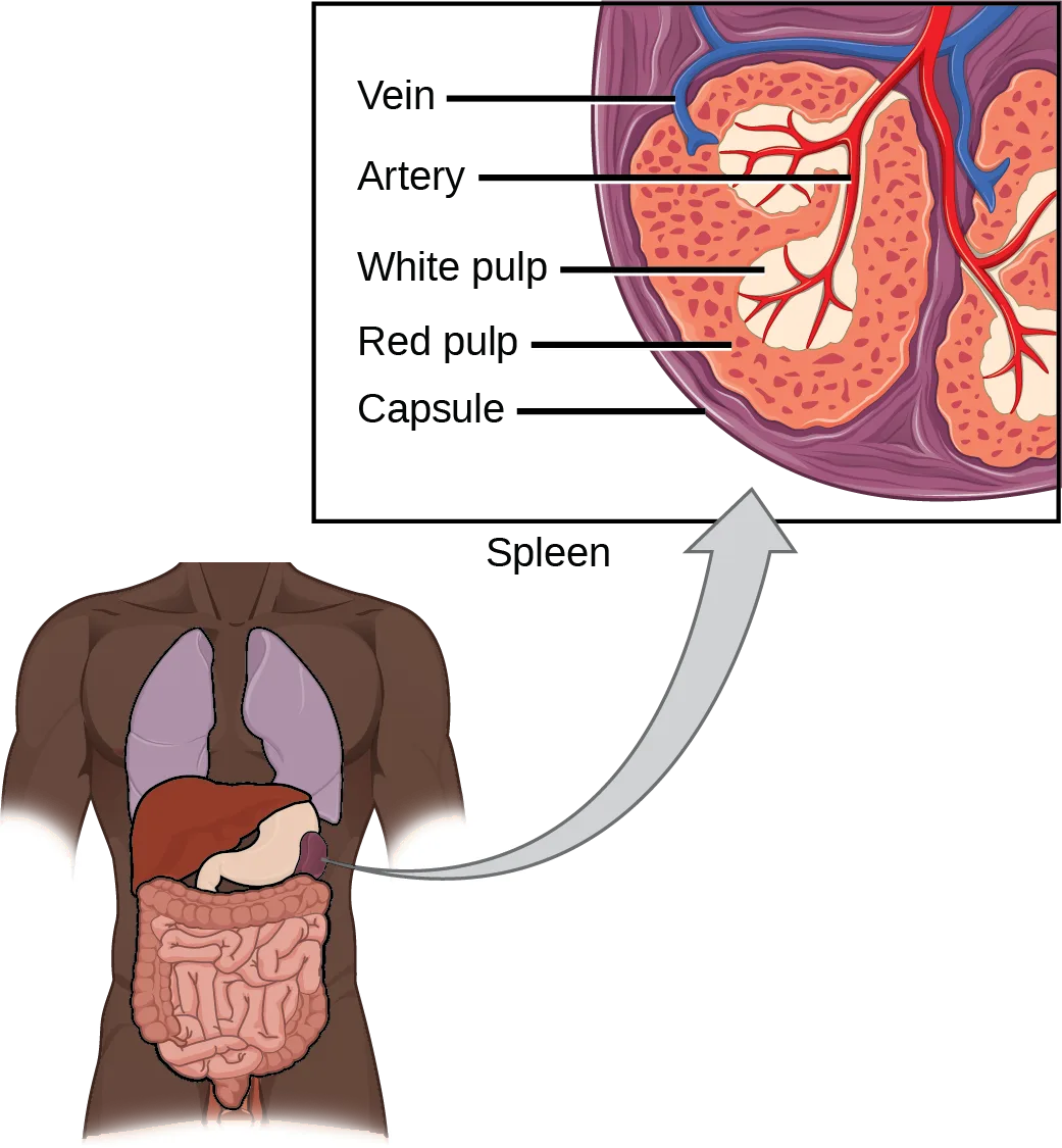 A body outline shows the spleen's location in the upper left abdomen, with an inset cross-section labeling the vein, artery, white pulp, red pulp, and capsule of the spleen's interior.