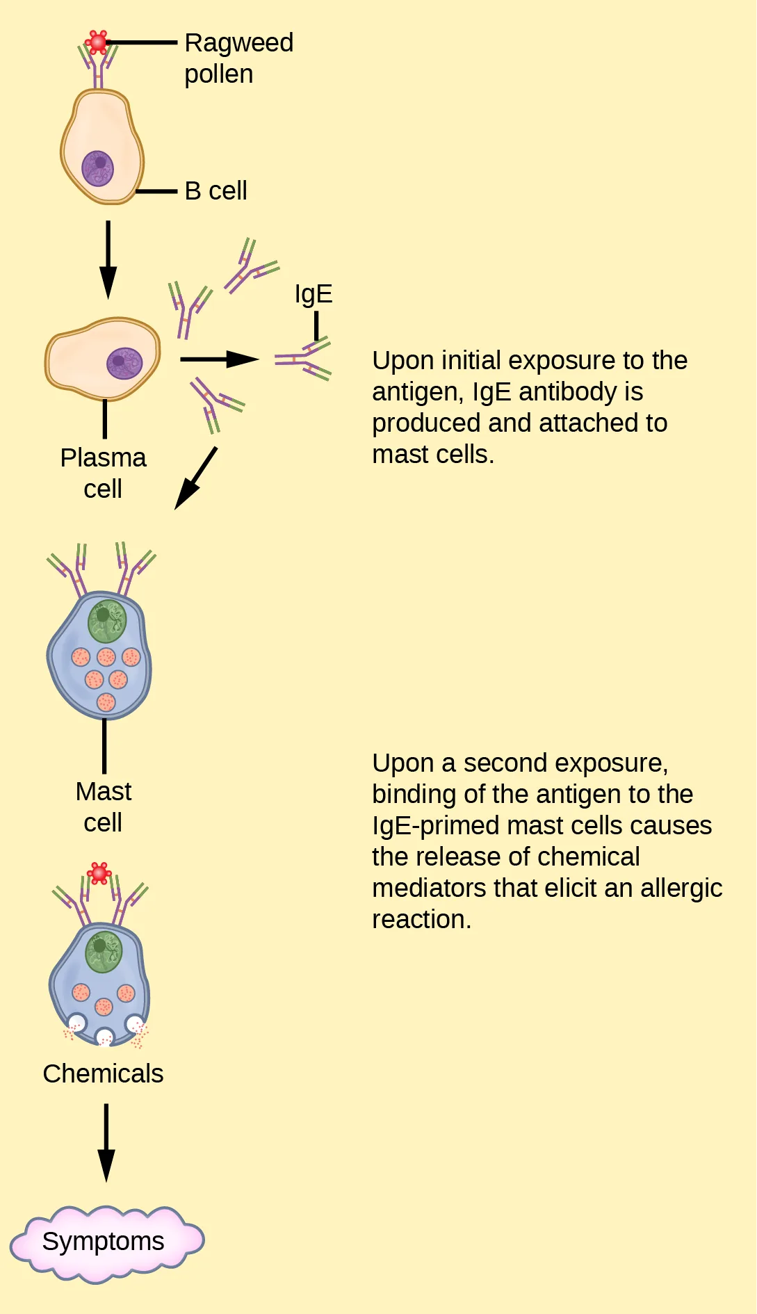 A flow chart, top to bottom, showing ragweed pollen binding a B cell; an arrow to a plasma cell that produces IgE antibodies; an arrow to a mast cell already coated with IgE; a second exposure showing pollen re-binding the mast cell's IgE while the cell releases chemicals; and a final arrow to a cloud labeled Symptoms.
