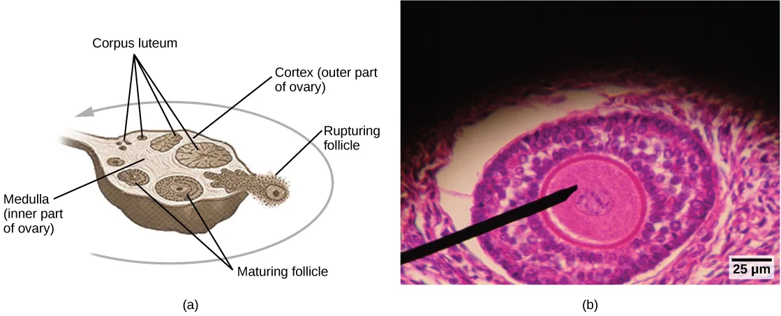 Panel (a) is a diagram of an ovary in cross-section showing several rounded follicles at different stages arranged around its curved outer edge, with a gray arrow curving over the top of the ovary. Panel (b) is a pink-stained light micrograph of a round follicle with a black pointer indicating an oocyte at its center; a scale bar reads 25 micrometers.