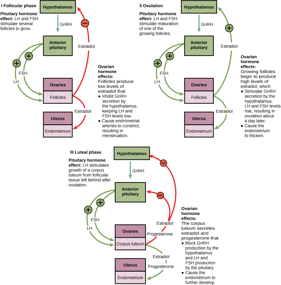 A three-panel diagram labeled I Follicular phase, II Ovulation, and III Luteal phase. Each panel traces green and red arrows through a Hypothalamus box, an Anterior pituitary box, a mauve Ovaries box (holding Follicles or, in panel III, Corpus luteum), and a mauve Uterus box holding an Endometrium row, beside its own boxed captions naming that phase's pituitary and ovarian hormone effects.