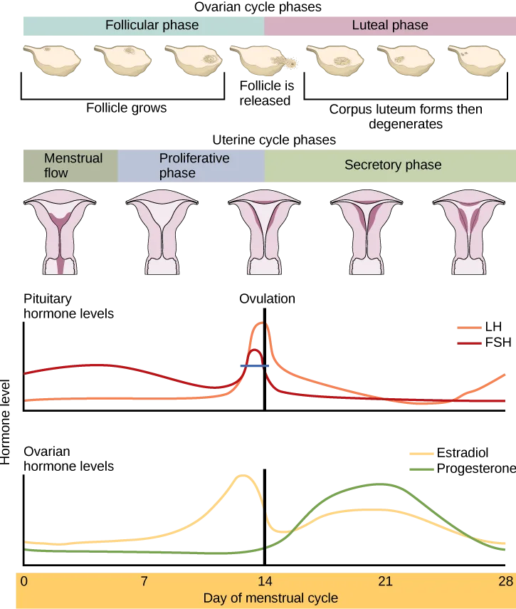 A stacked diagram: an Ovarian cycle phases bar over six small ovary icons, a Uterine cycle phases bar over five small uterus icons with progressively thicker pink lining, and below them two line graphs — pituitary hormone levels and ovarian hormone levels — plotted against day of the menstrual cycle, with a vertical line at day 14 labeled Ovulation running through both.