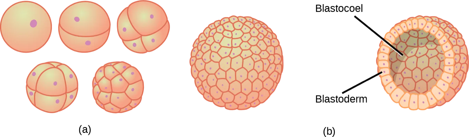 Two-panel diagram. Panel (a) shows six spheres of increasing cell number and decreasing individual cell size, from one undivided cell through two-, four-, eight-, and sixteen-cell stages to a larger, densely packed many-celled sphere. Panel (b) shows a similar hollow sphere with its outer cell layer and open, fluid-filled centre labeled.