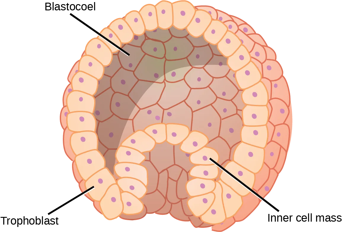 Diagram of a hollow sphere of cells with a smaller cluster of cells bunched against one interior side, its three parts labeled with leader lines.