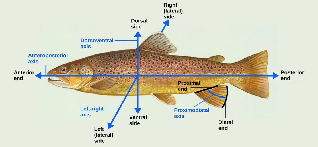Illustration shows a fish dissected by lines into anterior (front) and posterior (rear) ends and dorsal (top) and ventral (bottom) surfaces. It also indicates that where the fish's fin contacts its body is the proximal end, and the outer edge of the fin is the distal end.