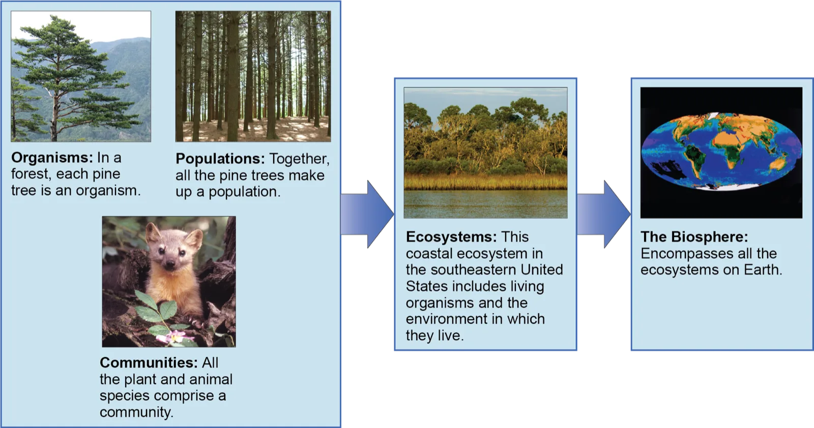 A wide diagram tracing five levels of biological organization as photographs in boxes connected by arrows: a single pine tree labeled Organisms, a dense pine forest labeled Populations, and a small tan-furred animal peering out from among tree roots labeled Communities, all grouped in one box; an arrow leads to a coastal marsh and tree line labeled Ecosystems; a second arrow leads to a satellite image of Earth labeled The Biosphere.