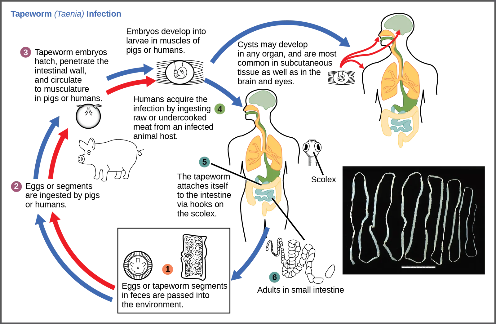 A numbered life-cycle diagram titled 'Tapeworm (Taenia) Infection,' with six numbered steps connected by paired blue and red arrows that run from a feces icon, up through a pig icon and a human figure, and back down again. A black-background photograph of several long, ribbon-like preserved tapeworm segments with a scale bar sits at lower right, outside the numbered cycle.