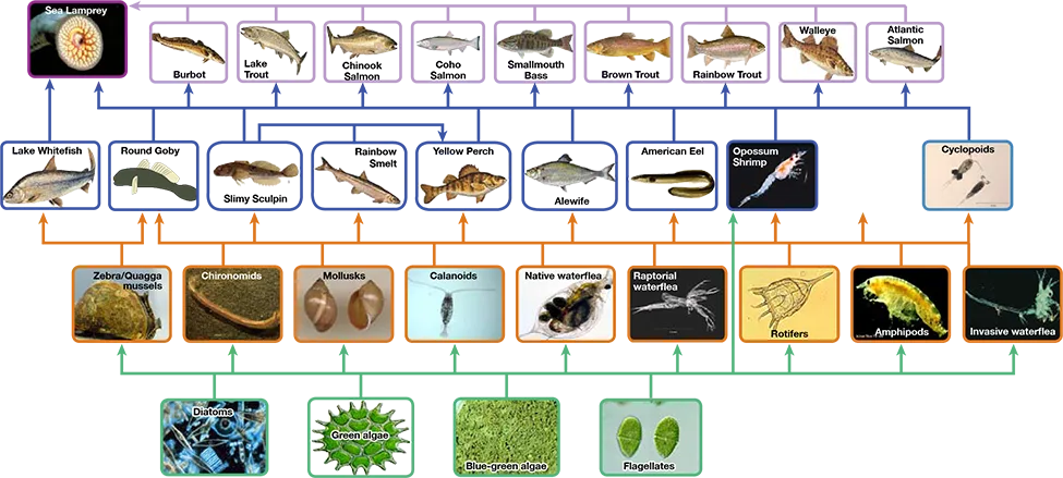 A food web diagram with four tiers of boxed organism icons rising from primary producers at the bottom to apex consumers at the top, each tier outlined in a different color, connected by arrows pointing from each consumed organism up to the organisms that consume it.