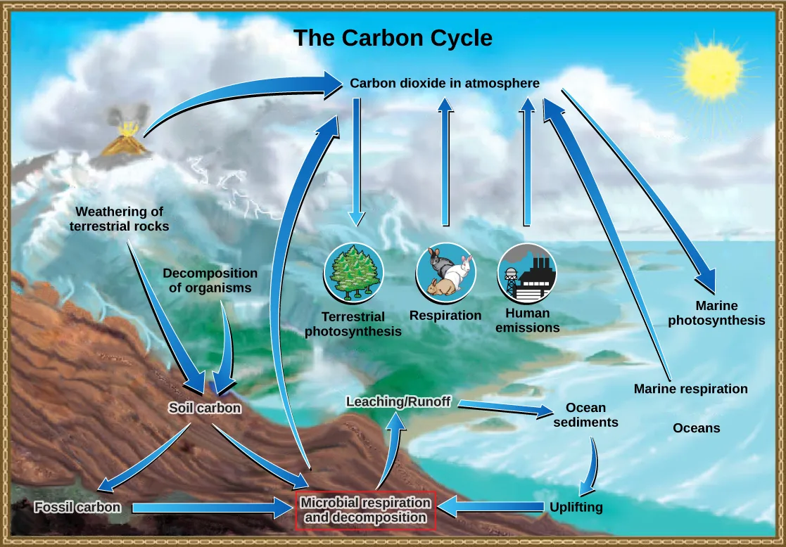 An illustration titled The Carbon Cycle shows carbon dioxide entering the atmosphere from a volcano, from soil, from respiration, from human emissions, and from marine respiration, while terrestrial and marine photosynthesis remove carbon dioxide from the atmosphere; on land and at sea, carbon also moves between soil, fossil carbon, and ocean sediments.