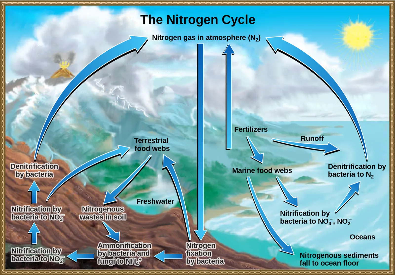 An illustration titled The Nitrogen Cycle shows nitrogen gas moving between the atmosphere and terrestrial and marine ecosystems through labeled bacterial processes: nitrogen fixation, ammonification, nitrification, and denitrification on land, and an analogous set of processes at sea, plus fertilizer and runoff inputs from land to ocean.