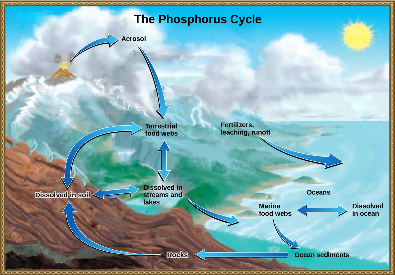 An illustration titled The Phosphorus Cycle shows phosphate moving between the atmosphere, land, and ocean through labeled processes and arrows: volcanic aerosol, terrestrial food webs, dissolved soil and water reservoirs, rocks, and marine food webs, sediments, and ocean water, plus a fertilizer-and-runoff input from land to ocean.