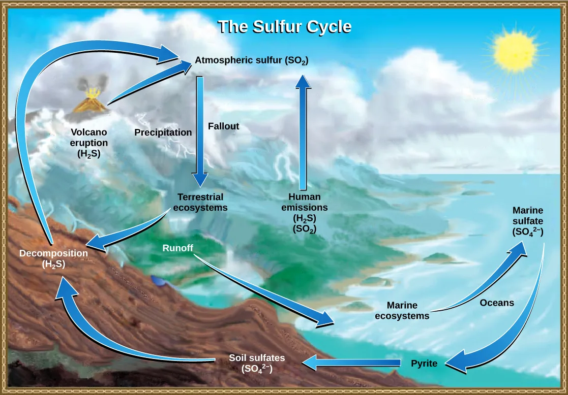 An illustration titled The Sulfur Cycle shows sulfur dioxide entering the atmosphere from a volcano and from human emissions, then reaching land as precipitation and fallout, cycling through terrestrial and marine ecosystems as hydrogen sulfide and sulfate, and eventually returning to the atmosphere.